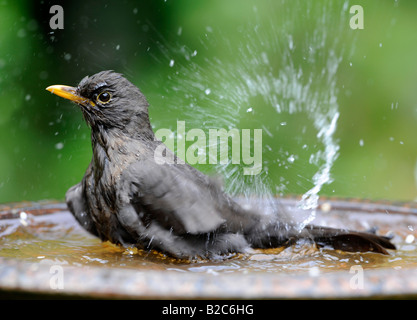 Weibliche Amsel (Turdus Merula) Baden Stockfoto