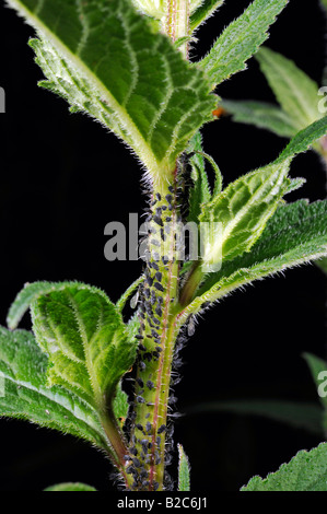 Blattläuse (Aphidoidea) gemolken durch Ameisen (Formidicae) Stockfoto