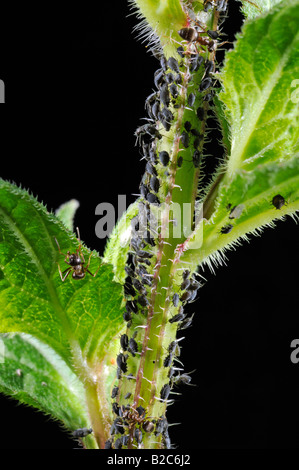 Blattläuse (Aphidoidea) gemolken durch Ameisen (Formidicae) Stockfoto