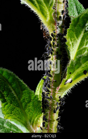 Blattläuse (Aphidoidea) gemolken durch Ameisen (Formidicae) Stockfoto