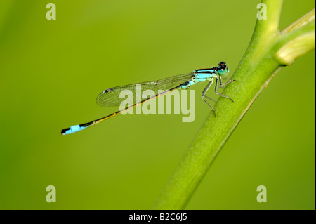 Knappen blau-tailed Damselfly (Ischnura Pumilio) Stockfoto