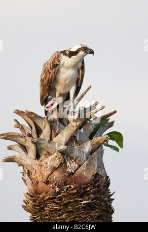 Fischadler (Pandion Haliaetus) ernähren sich von Fischen, Viera Feuchtgebiete, Melbourne, Florida, USA Stockfoto