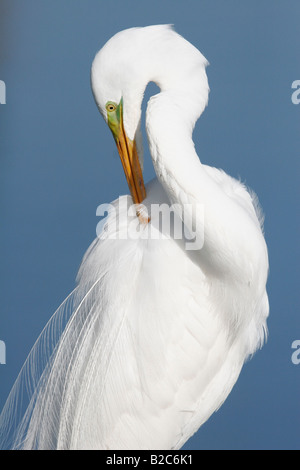 Silberreiher (Ardea Alba) Reinigung sein Gefieder, Sanibel Island, Florida, USA Stockfoto