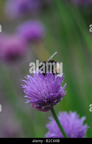 Biene auf Schnittlauch-Blume Stockfoto