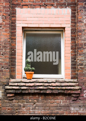 Blumentopf mit Kaktus auf einem alten Hinterhof-Fenster in Berlin, Deutschland, Europa Stockfoto