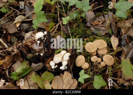 Pulverförmige Huckepack Pilz Asterophora Lycoperdoides richtig und seidig Huckepack eine Parasitica ubling Nigricans parasitäre hinterlassen Stockfoto