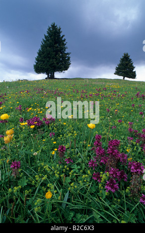 Zwei gemeine Fichte (Picea Abies) hinter der Alm im Frühjahr mit Globe-Blumen (Trollblume Europaeus) und schleichende Butterc Stockfoto