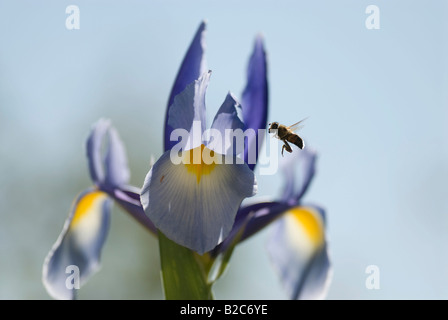 Westliche oder europäische Honigbiene (Apis Mellifica) Bestäubung einer Iris (Iris), Cannes, Alpes Maritimes, Frankreich, Europa Stockfoto