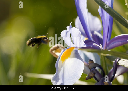 Westliche oder europäische Honigbiene (Apis Mellifica) Bestäubung einer Iris (Iris), Cannes, Alpes Maritimes, Frankreich, Europa Stockfoto