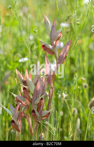 Lange Lippen Zunge Orchidee oder Long-Lippen Zunge-Orchidee (Serapias Vomeracea), Frejus, Var, Frankreich, Europa Stockfoto