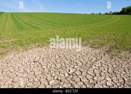 Schlamm in der trockenen Erde am Rande eines Feldes geknackt Stockfoto