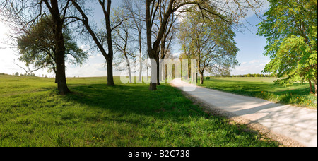 Straße in der Mitte eine Allee von Bäumen und Wiesen Stockfoto