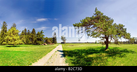 Straße mit isolierten Kiefern (Pinus) und grüne Wiese in der Nähe von Titting im Altmühltal Valley Nature Park, Bayern, Deutschland, Europa Stockfoto