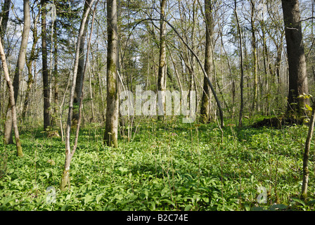 Riverside Waldboden bedeckt in den Blättern von Bärlauch, Holz Knoblauch oder Bärlauch (Allium Ursinum) im Frühjahr Stockfoto