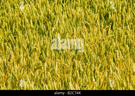 Horizontale erhöhte schließen sich von Ähren reifen Weizen Wellen in einem Feld in der Sonne. Stockfoto