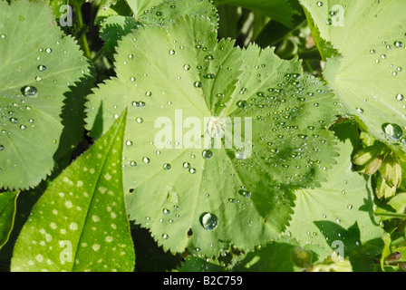 Tautropfen auf den Blättern von Frauenmantel (Alchemilla) und Lungenkraut (Pulmonaria Officinalis) Stockfoto