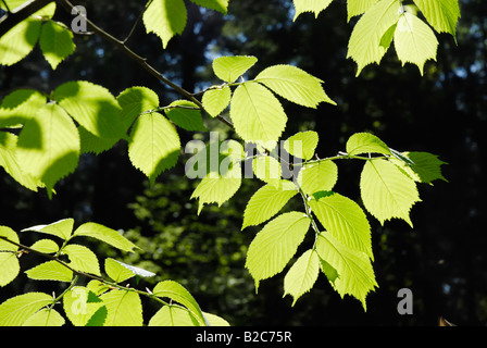 Europäische weiß, flatternde oder Verbreitung Ulmen (Ulmus Laevis), frisch gekeimt verlässt Stockfoto