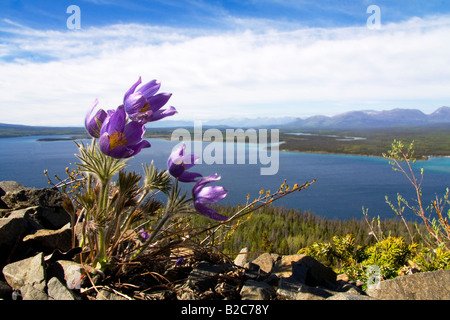 Küchenschelle (Pulsatilla Patens), des Königs Thron, Kathleen Lake Kluane National Park, Yukon Territorium, Kanada Stockfoto