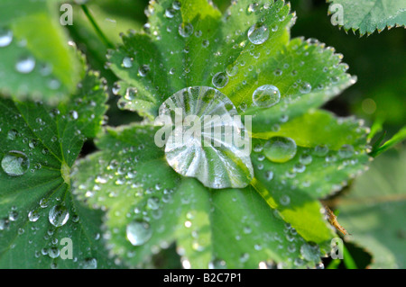 Wassertropfen auf das Blatt der Frauenmantel (Alchemilla) Stockfoto