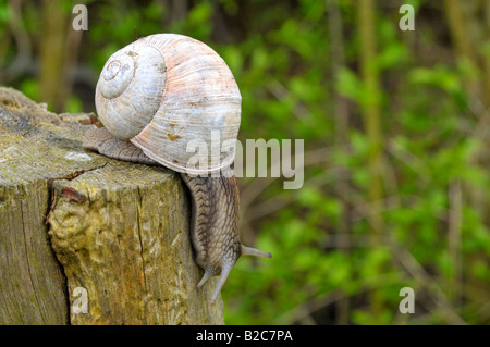 Burgunder Schnecken, Roman Snail (Helix Pomatia) Stockfoto