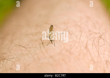 Gemeinsamen Haus Stechmücken (Culex Pipiens), auf einem Bein Stockfoto