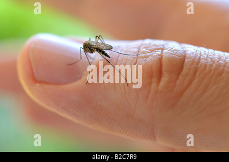 Gemeinsamen Haus Stechmücken (Culex Pipiens), auf einem finger Stockfoto