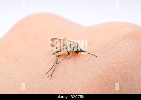 Toten gemeinsame Haus Moskito (Culex Pipiens) auf der einen Seite Stockfoto