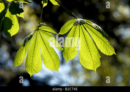 Rosskastanie oder Conker Baum (Aesculus Hippocastanum), Baum mit Frühling Wachstum, hinterleuchtete Blättern, sichtbare Blattadern Stockfoto