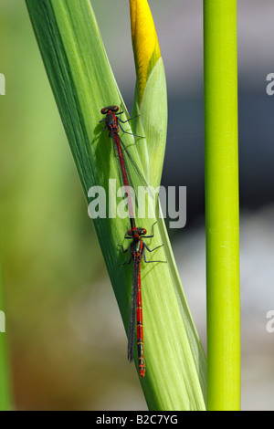 Große rote Damselfly (Pyrrhosoma Nymphula), männliche und weibliche auf eine gelbe Flagge (Iris Pseudacorus) Stockfoto