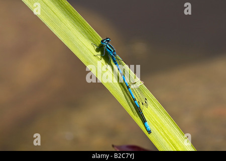 Azure Damselfly, Männlich, (Coenagrion Puella), Libelle Stockfoto