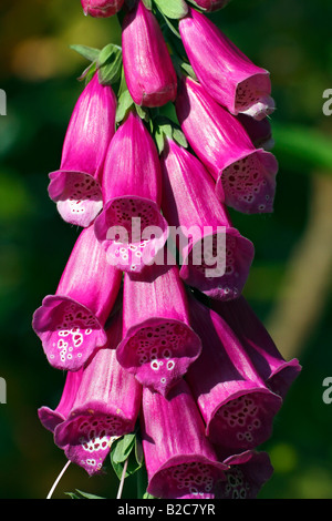 Fingerhut (Digitalis Purpurea), Heilpflanze, giftige Pflanze Stockfoto