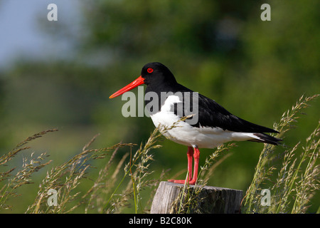 Eurasischen Austernfischer (Haematopus Ostralegus) thront auf einem Zaun Pfosten, Nordseeküste, Schleswig-Holstein, Deutschland, Europa Stockfoto