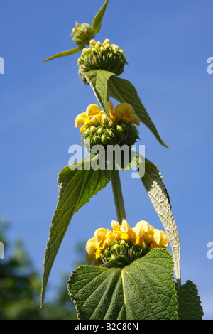 Jerusalem Salbei, Lampwick Pflanze (Phlomis Russeliana, Phlomis Samia) Stockfoto