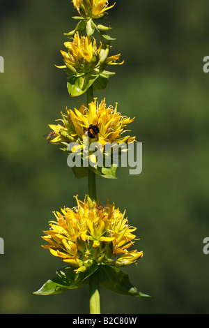 Große gelbe Enzian (Gentiana Lutea), Blume, eine geschützte Heilpflanze aus den Alpen Stockfoto