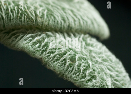 Stachys lanata lambs ear Stockfoto