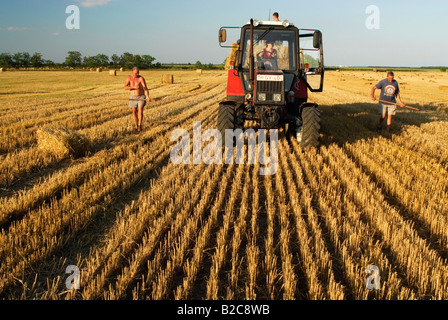 Stroh ballen Stapeln auf Anhänger des Traktors im stoppel Feld békés County South Ungarn Europa Stockfoto