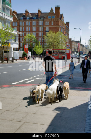 Dogwalker London NW1 Stockfoto