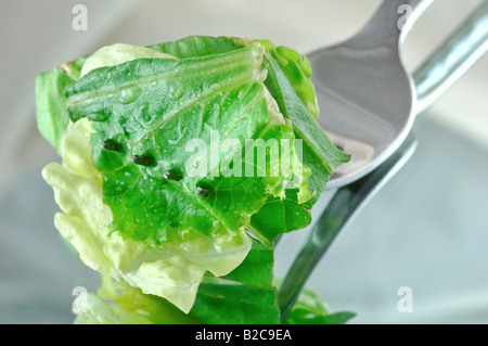 Frischen Salatblättern aus einen Salat mit einer Gabel durchstochen essfertig Stockfoto