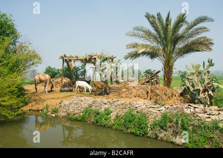 Tiere in einem kleinen Tierheim in der El Fayoum-Landschaft, die das ländliche Leben in Ägypten Stockfoto