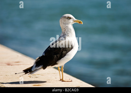 Eine einsame Möwe steht auf eine Aufstelzung Blick auf das Meer Stockfoto