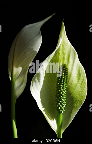 Nahaufnahme von zwei Arum Lilien auf schwarzem Hintergrund isoliert Stockfoto