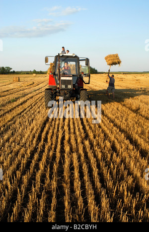 Strohballen Stapeln auf Anhänger des Traktors in Stoppeln Feld Békés County Südungarn Europa Stockfoto