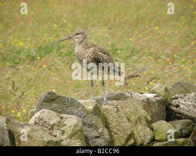 Eurasian curlew (Numenius arquata) auf Berggebiete Trockenmauer beobachten Küken im langen Gras unter Stockfoto