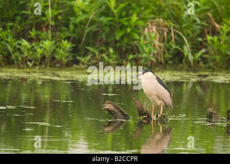 Schwarz gekrönt Nachtreiher Nycticorax nicticorax Stockfoto