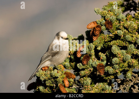 Grau-Jay (Perisoreus Canadensis) thront auf einem Baum Stockfoto