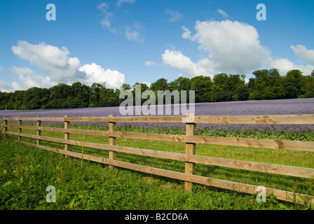 Ein Feld von gezüchteten Borretsch Holzzaun in VillageHursley, Hampshire umschlossen. Stockfoto