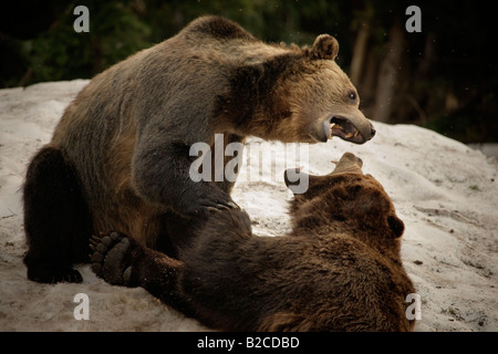 Grizzly Bären vom Grouse Mountain Refugium in North Vancouver Stockfoto