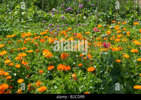 Calendula Officinalis oder Englisch oder Ringelblume wächst im Bereich der traditionellen Gemüse Kräuter Garten, Hampshire, England Stockfoto