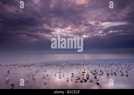 Watvögel versammelt, um in Tampa Bay bei Ebbe zu ernähren Stockfoto