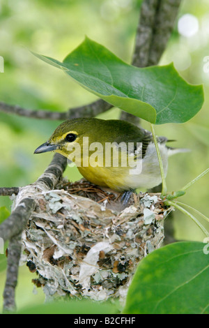 Yellow throated Vireo am Nest in vertikalen Tulpenbaum Stockfoto